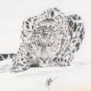 Jaguar sketch. Un proyecto de Ilustración tradicional de Edson Saavedra - 05.10.2016
