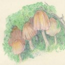 mushroom studies. Ilustração tradicional projeto de Margarita Rojas Lopez-Abadia - 23.10.2016