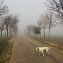 “El perro en la niebla”. Un proyecto de Fotografía de Oleksandr McQuartz - 30.11.2016