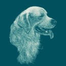 Illustration golden retriever. Traditional illustration project by Luis Montes - 07.07.2016