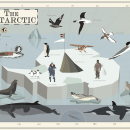The Antarctic. Ilustração vetorial projeto de Pelopantón - 20.04.2017