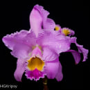 Orquídeas. Fotografia projeto de Kripsy Garcia - 06.08.2017