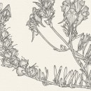 Botanic illustrations. Ilustração tradicional projeto de Daniel Belchí - 01.12.2017