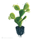 Nopal / Ilustración. Design, Traditional illustration, Arts, Crafts, Fine Arts, Graphic Design, Interior Architecture, Interior Design, and Painting project by Patricia Pagnucco - 12.15.2017