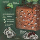 Ants and Their Nest Ein Projekt aus dem Bereich Traditionelle Illustration, Skulptur und Infografik von dianamarques - 01.04.2018