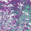 Manipulated daisies. Photograph, Interior Design, and Digital Illustration project by Laura Muñoz Estrada - 11.05.2018