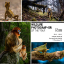 Cartel para la exposición Wildlife Photographer of the Year. Un proyecto de Diseño de Myriam Navas - 11.11.2018