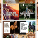 Redes Sociales Horses World Sale. Publicidade projeto de horsesworldsale - 22.11.2018