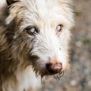 Reportaje Dog Shelter. Un proyecto de Fotografía de Paula Matei - 20.06.2019