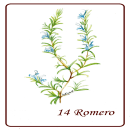 Mi Proyecto del curso: Ilustración botánica con acuarela Rueda de Flores. Traditional illustration project by Patricia Sueta - 09.02.2019