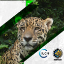 Jaguares de los Pantanos Zulianos. Un proyecto de Motion Graphics, Cine, vídeo, televisión y Animación de Ronald Ramirez - 11.02.2020