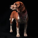 Ron The Beagle desde Puerto Rico . Photograph project by Michell Santiago - 03.24.2020