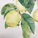 My project in Botanical Illustration with Watercolors course. Botanical Illustration project by Ozlem Ertaylan - 04.11.2020