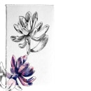 Pachyphytum oviferum Purpus . Ilustração botânica projeto de Mariana Coutinho - 05.04.2020
