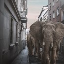 Elefantes en Madrid. Design, Creativit, and Digital Drawing project by Alessandro Iannini vegas - 04.25.2020