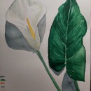 Proyecto de curso: Una cala blanca. Ilustração botânica projeto de Araceli Rivadulla - 30.04.2020