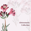 Meu projeto do curso: Ilustração botânica com aquarela. Graphic Design, and Botanical Illustration project by Mariana Coutinho - 04.30.2020