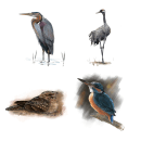 European Breeding Birds Atlas. Un progetto di Illustrazione tradizionale e Illustrazione digitale di Javier Lázaro - 13.05.2018
