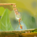 Mi Proyecto del curso: Hormiga-gota de agua. Un proyecto de Pintura digital de alexgilflores - 01.06.2020