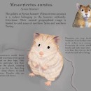 Ilustración naturalista de animales con Procreate: Syrian Hamster. Un progetto di Illustrazione digitale di Alexa Gomes - 08.06.2020