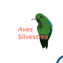 Proyecto de ilustración "Aves Silvestres". Ilustração digital, e Concept Art projeto de Angelica Coral - 17.08.2018