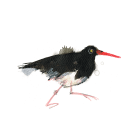 Coastal Birds. Un proyecto de Ilustración tradicional de Laura McKendry - 28.06.2014