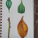My project in Botanical Illustration with Watercolors course. Watercolor Painting, and Botanical Illustration project by Debora Calzaccia - 07.07.2020