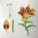 My project in Botanical Illustration with Watercolors course. Un projet de Aquarelle de peachplumpear - 07.07.2020