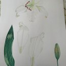  Ilustración botánica con acuarela.. Un proyecto de Bellas Artes de marielaterrile - 14.07.2020