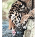 PROYECTO FINAL_TIGRE TOMANDO AGUA. Watercolor Painting project by Mario Young Leitón - 08.08.2020