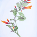 Mi Proyecto del curso: Ilustración botánica con acuarela. Un proyecto de Ilustración botánica de Lucia Miguel Camejo - 11.08.2020