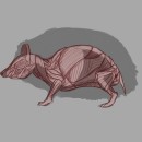 Mi Proyecto del curso: Ilustración naturalista de animales con Procreate. Un projet de Illustration traditionnelle , et Dessin numérique de Gerson - 23.08.2020