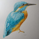 Mi Proyecto del curso: Ilustración naturalista de aves con acuarela. Watercolor Painting project by Camila Fernanda Gutiérrez Olivos - 09.02.2020