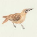 Mi Proyecto del curso: Ilustración naturalista de aves con acuarela. Watercolor Painting project by Xiomara Cancino Vargas - 09.02.2020