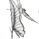 Sketches for Intaglio. Ilustração botânica e Ilustração com tinta projeto de Catalina Peña - 04.09.2020