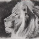 León. Realistic Drawing project by paolaqsd - 01.10.2018