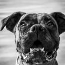Mi Proyecto del curso: Introducción a la fotografía de perros. Un proyecto de Fotografía de salome_ml - 11.09.2020