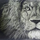 Lion graphite. Fine Arts, Pencil Drawing, Drawing, Portrait Drawing, and Realistic Drawing project by Sybel Oz - 09.12.2020