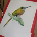 My project in Naturalist Bird Illustration with Watercolors course. Pintura em aquarela projeto de Po So - 14.09.2020