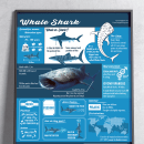 WhaleShark Infographics. Graphic Design, Information Design, T, pograph, Infographics, and Poster Design project by Isabel Domínguez Pérez - 09.21.2020