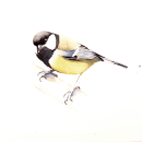 My project in Naturalist Bird Illustration with Watercolors course, Great tit, Marsh tit, Nuthatch. Un projet de Aquarelle de funke.jan - 16.10.2020