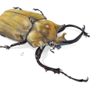 escarabajo elefante - 𝘔𝘦𝘨𝘢𝘴𝘰𝘮𝘢 𝘦𝘭𝘦𝘱𝘩𝘢𝘴. Een project van Traditionele illustratie, Aquarelschilderen y Realistische tekening van Balamoc - 31.05.2018