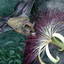Alimentación de murciélagos tropicales. Un progetto di Illustrazione tradizionale, Pittura ad acquerello e Disegno realistico di Balamoc - 29.09.2015