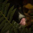 Mi Proyecto del curso: Fotografía lifestyle de perros Ein Projekt aus dem Bereich Digitalfotografie von Elsa Apolo Díaz - 18.10.2020