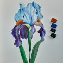 Iris realizada con acuarela. Traditional illustration, Watercolor Painting, and Botanical Illustration project by Anna Arilla Nogueras - 11.02.2020