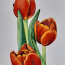 Tulipanes en acuarela. Illustration, Watercolor Painting, and Botanical Illustration project by Anna Arilla Nogueras - 11.02.2020