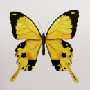 Mariposa amarilla. Illustration, Drawing, and Watercolor Painting project by Anna Arilla Nogueras - 11.02.2020