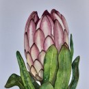 Protea realizada con acuarela. Traditional illustration, Watercolor Painting, and Botanical Illustration project by Anna Arilla Nogueras - 11.02.2020