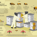 Infografía ABEJAS perfil, apicultura y los peligros actuales (en Córdoba). Infographics project by Cintia Anabel Gómez Reynoso - 11.08.2019