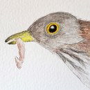 Mi Proyecto del curso: Ilustración naturalista de aves con acuarela. Ilustração tradicional, e Pintura em aquarela projeto de San Dra - 11.12.2020